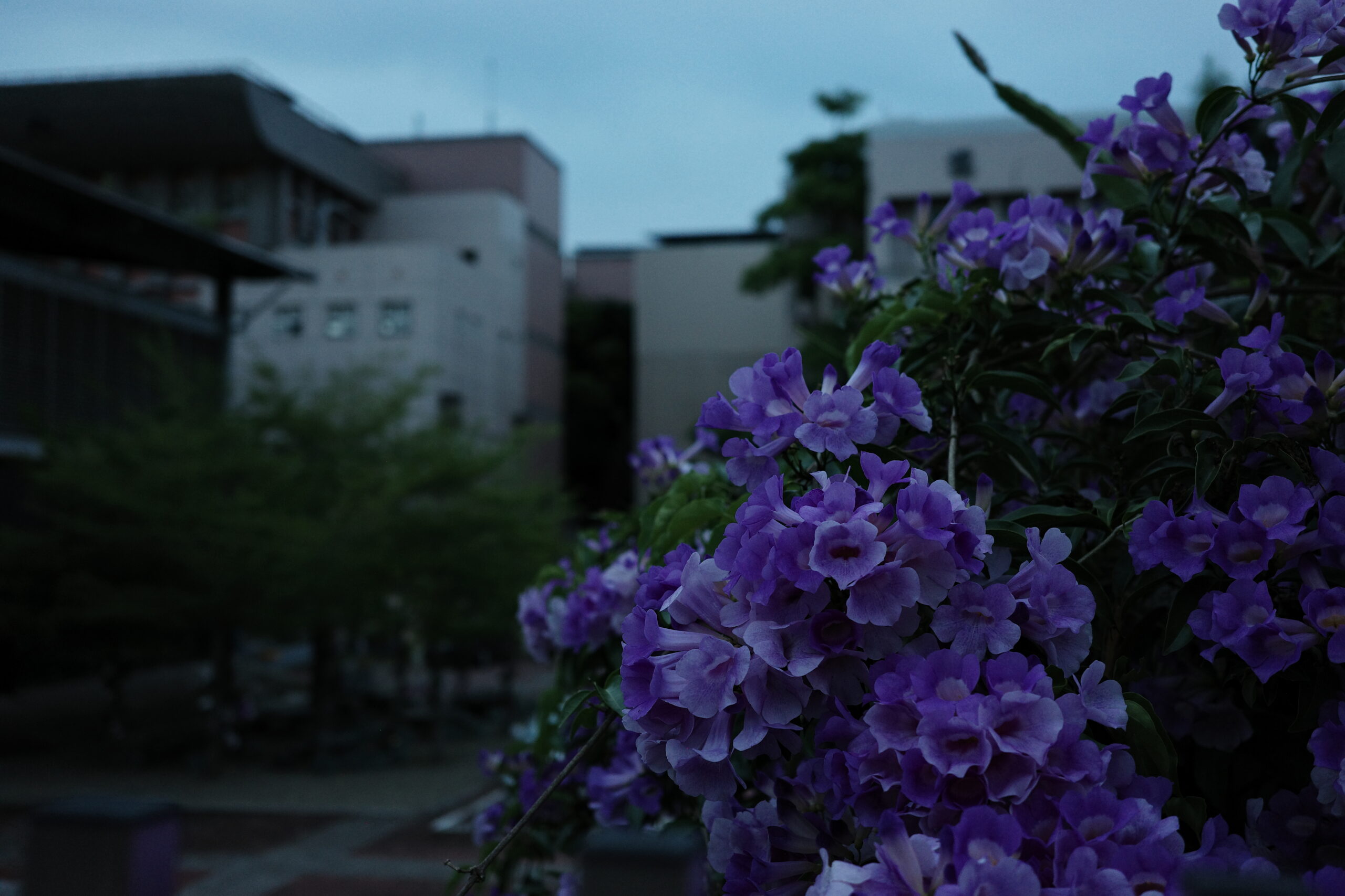 Purple flowers by a dimly lit street corner in the evening.