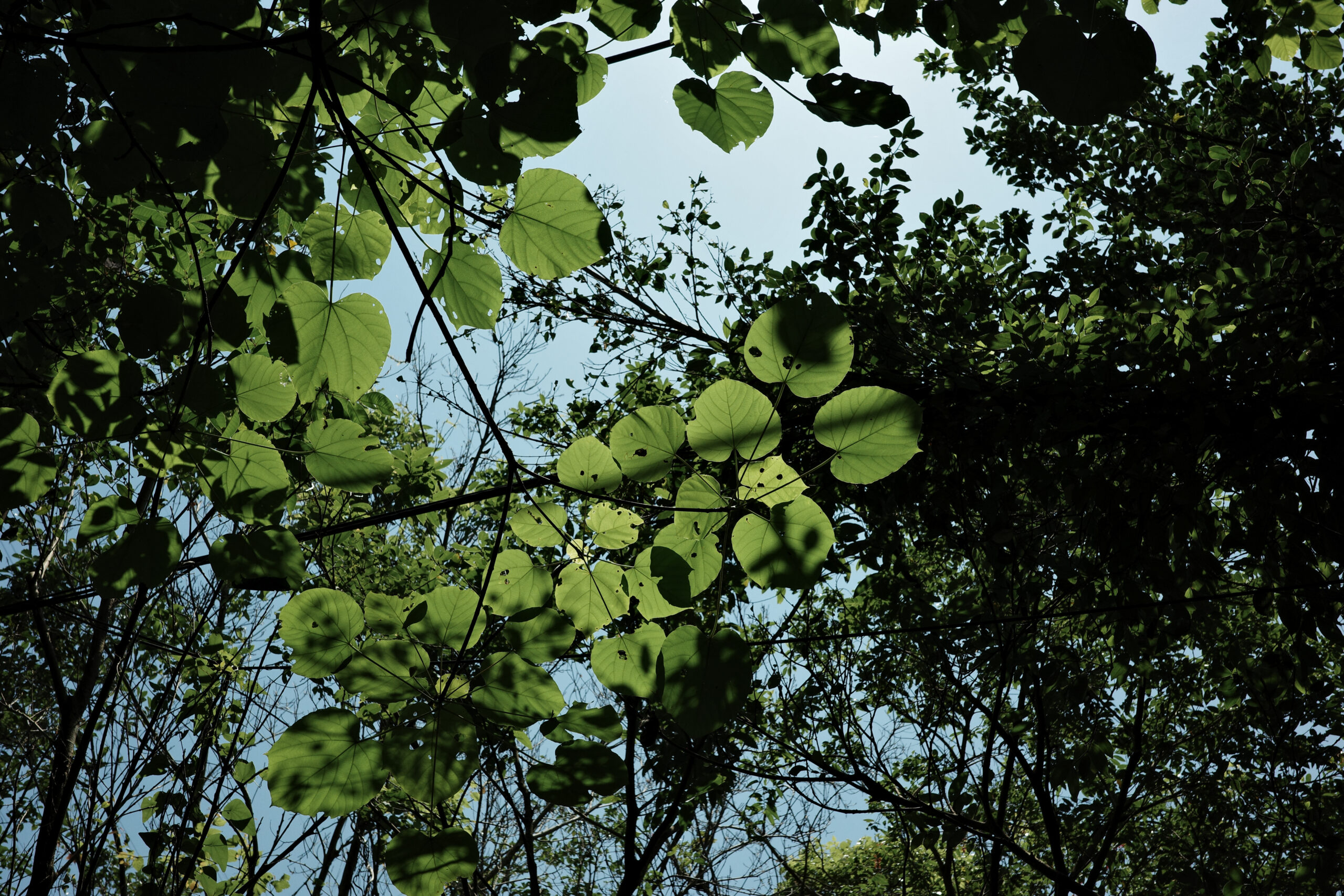 Light filtering through green leaves in a quiet forest, carrying the scent and rhythm of early summer – Scentography style.