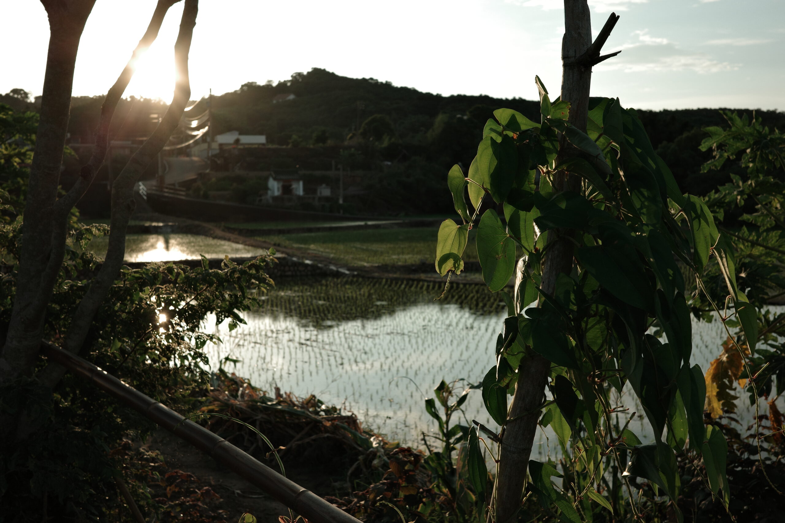 Sunlight drifting through leaves onto a quiet rice field, the air still and slow as time itself.
