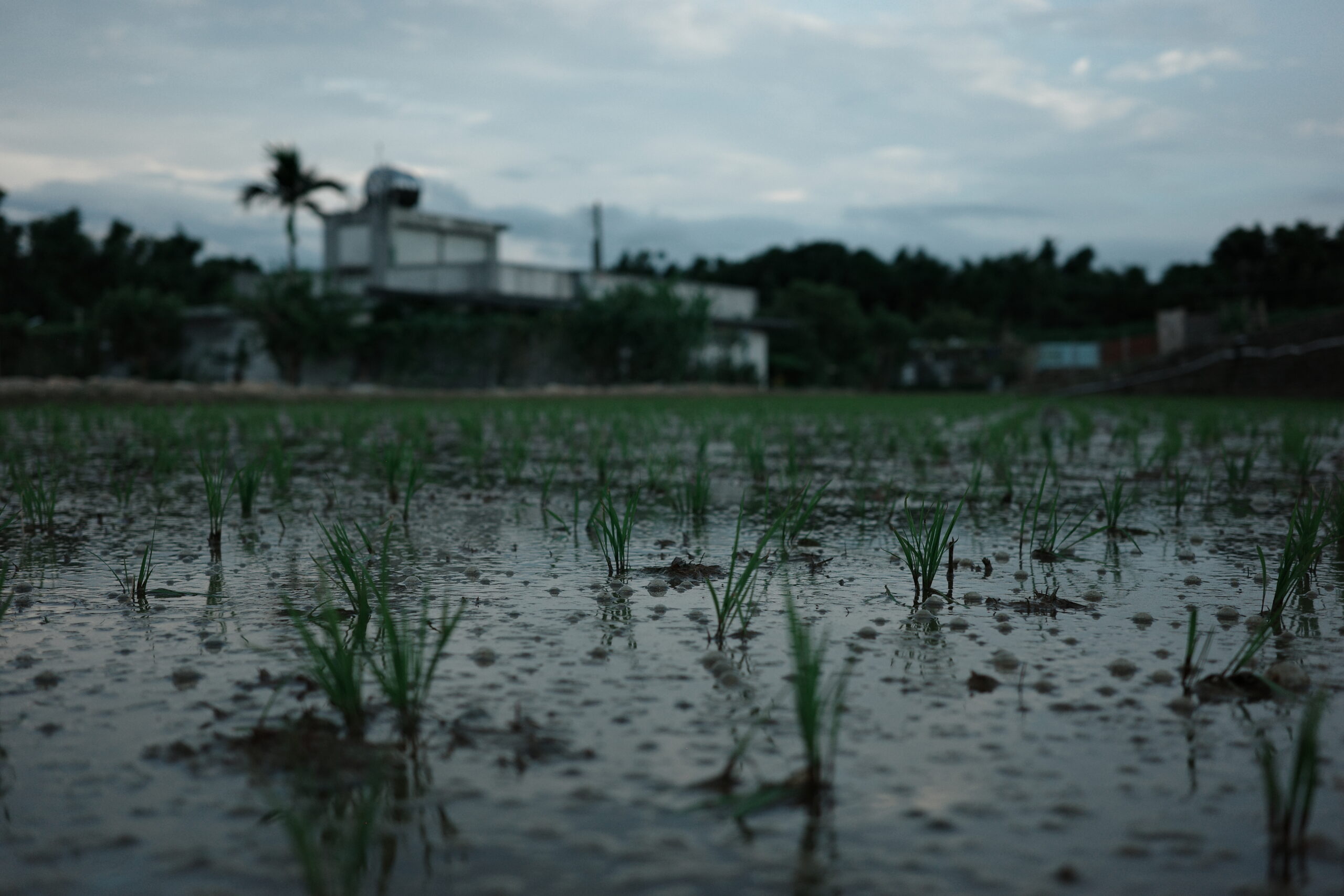 Raindrops scatter across a flooded rice field, young shoots swaying gently under a quiet, overcast sky.